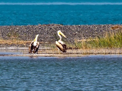 Флора и фауна озера Алаколь - статьи на alakol.kz, фото